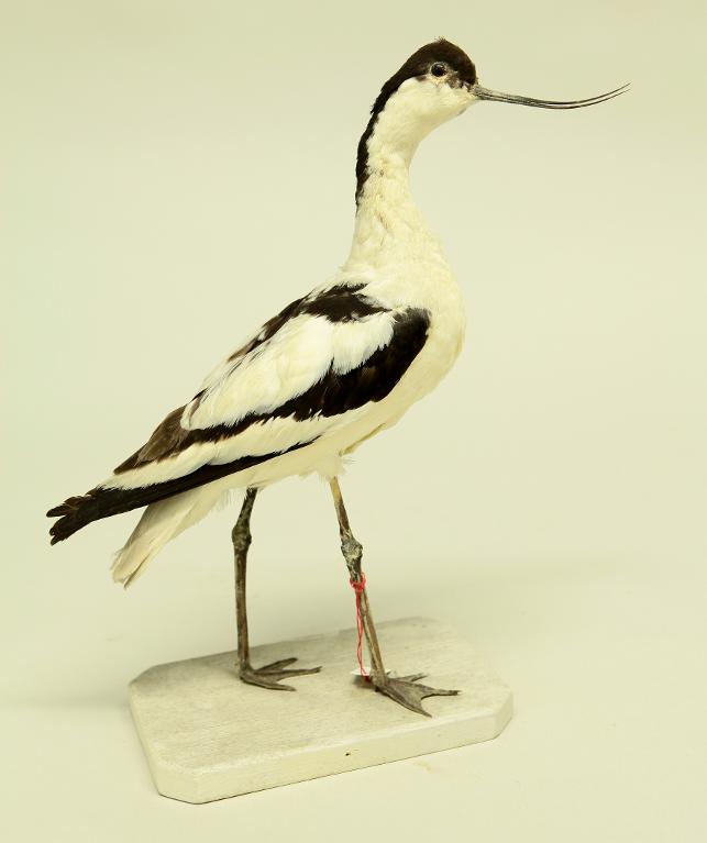 animal naturalisé : oiseau : Avocette élégante