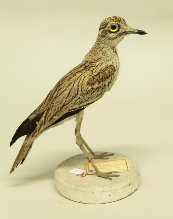 animal naturalisé : oiseau : Oedicnème criard