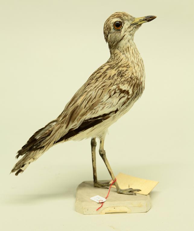 animal naturalisé : oiseau : Oedicnème criard