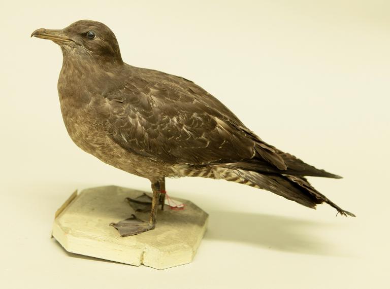 animal naturalisé : oiseau : Labbe pomarin