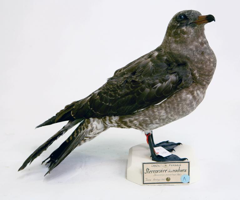 animal naturalisé : oiseau : Labbe pomarin