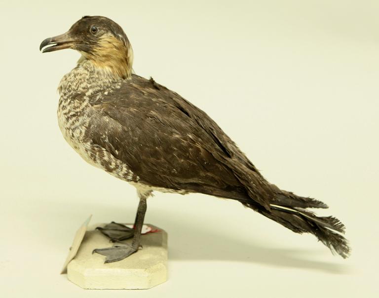 animal naturalisé : oiseau : Labbe pomarin
