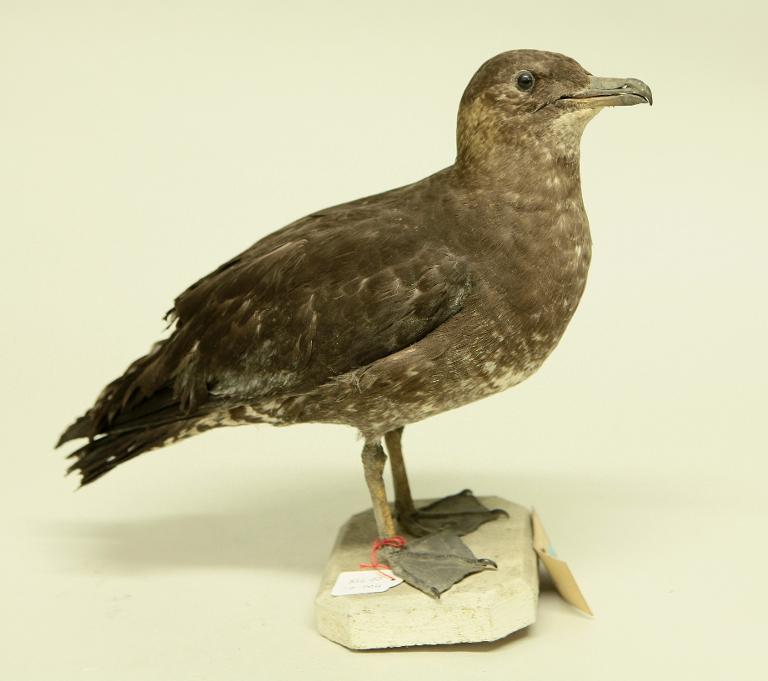 animal naturalisé : oiseau : Labbe pomarin