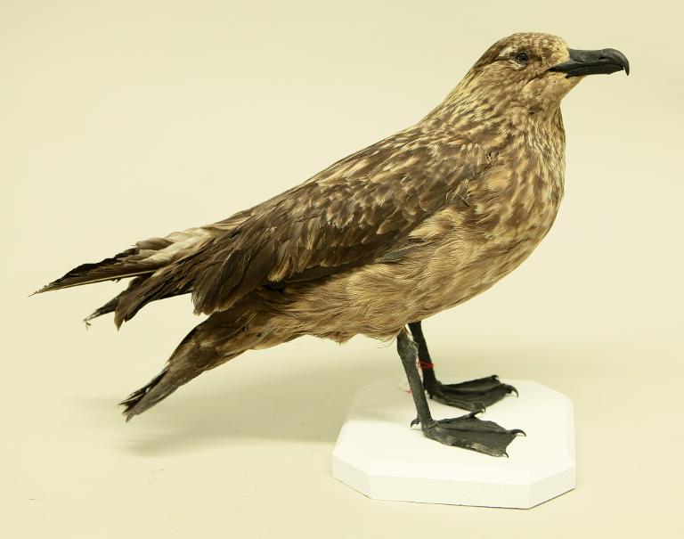 animal naturalisé : oiseau : Grand labbe