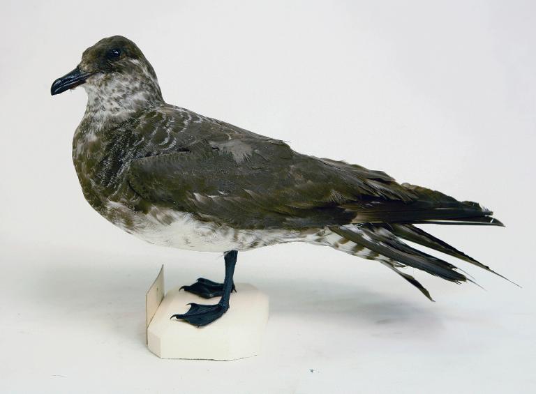 animal naturalisé : oiseau : Labbe parasite