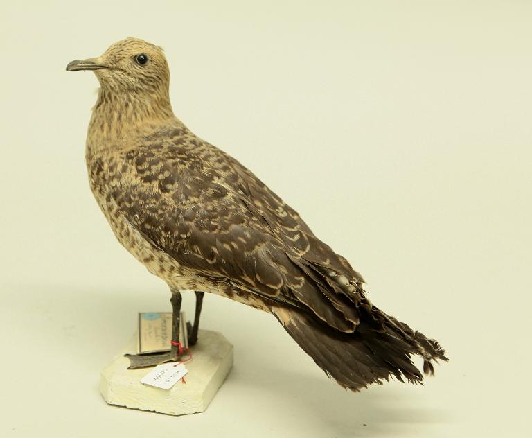 animal naturalisé : oiseau : Labbe parasite