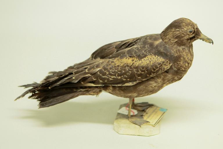 animal naturalisé : oiseau : Labbe à longue queue