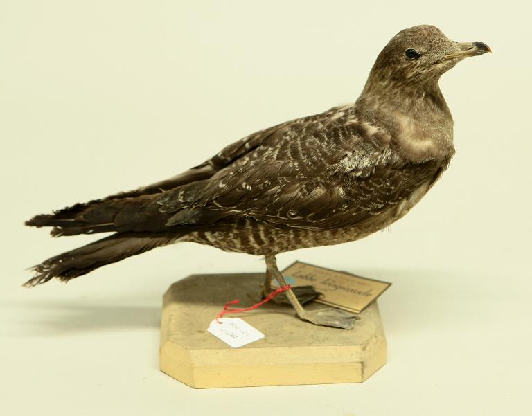 : oiseau : Labbe à longue queue