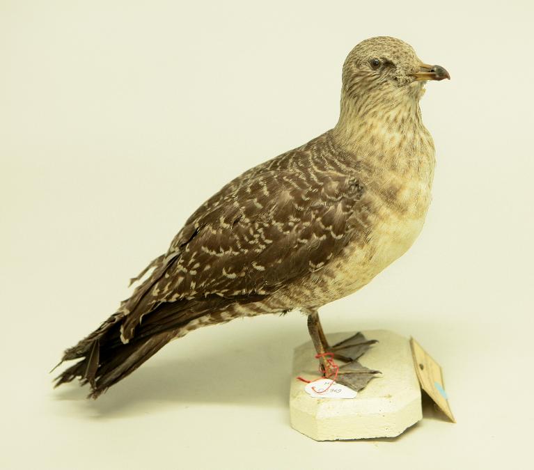 animal naturalisé : oiseau : Labbe à longue queue