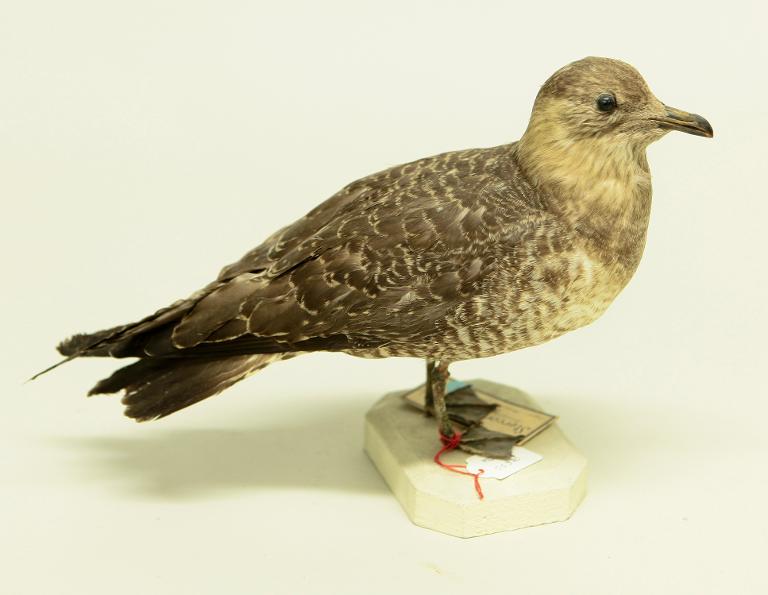 animal naturalisé : oiseau : Labbe à longue queue