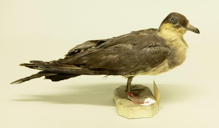 animal naturalisé : oiseau : Labbe à longue queue