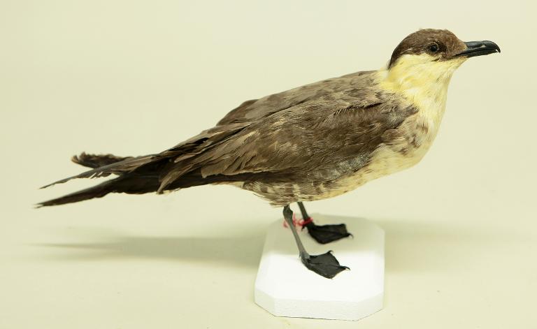 animal naturalisé : oiseau : Labbe à longue queue