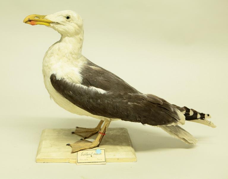 animal naturalisé : oiseau : Goéland marin