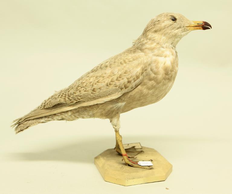 animal naturalisé : oiseau : Goéland bourgmestre