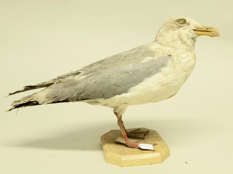 animal naturalisé : oiseau : Goéland argenté
