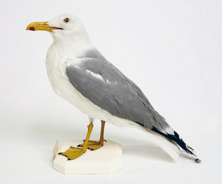 animal naturalisé : oiseau : Goéland leucophée