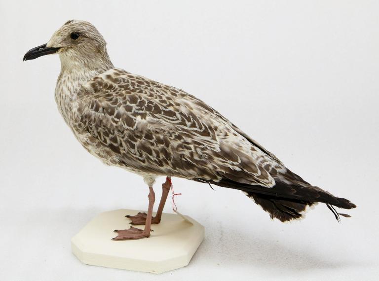 animal naturalisé : oiseau : Goéland argenté