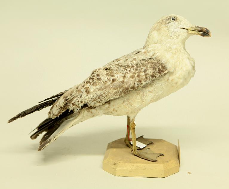 animal naturalisé : oiseau : Goéland argenté