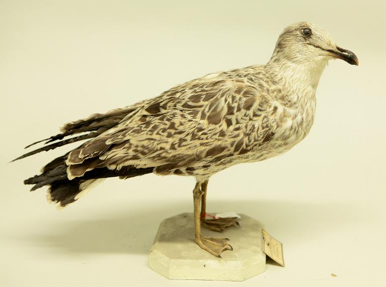 animal naturalisé : oiseau : Goéland argenté