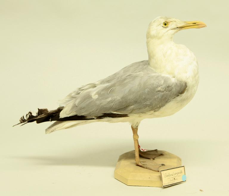 animal naturalisé : oiseau : Goéland argenté