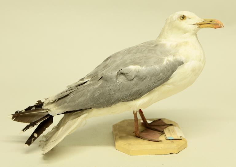 animal naturalisé : oiseau : Goéland argenté