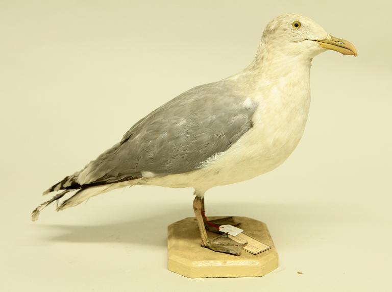 : oiseau : Goéland argenté