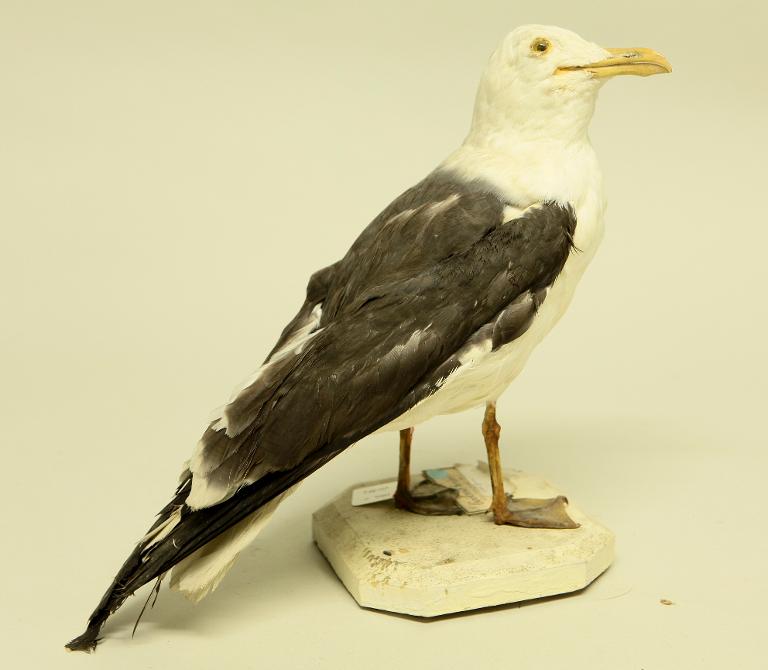 animal naturalisé : oiseau : Goéland brun