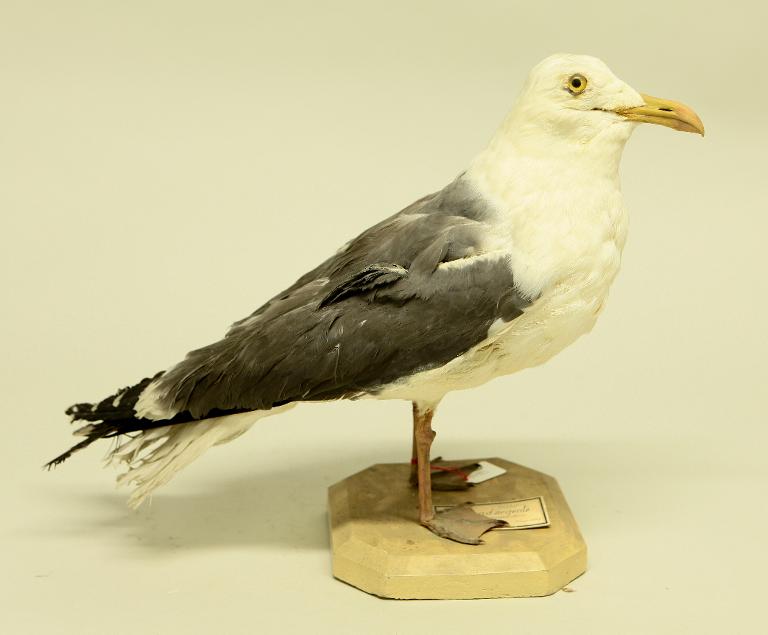 animal naturalisé : oiseau : Goéland brun