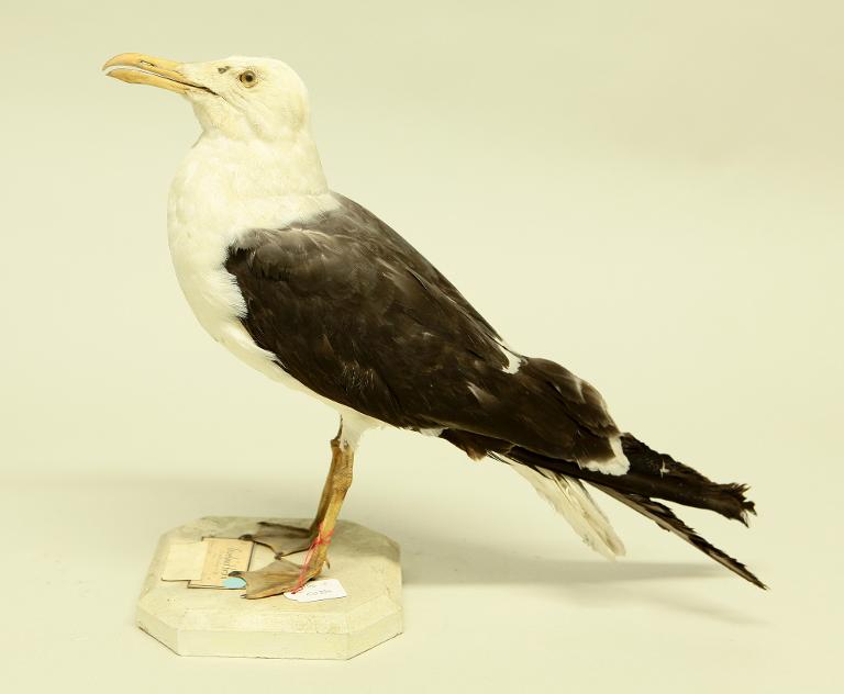 animal naturalisé : oiseau : Goéland brun