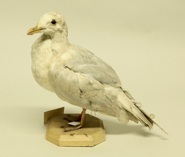 animal naturalisé : oiseau : Goéland à ailes blanches