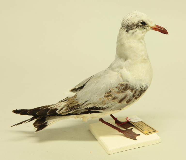 animal naturalisé : oiseau : Mouette rieuse