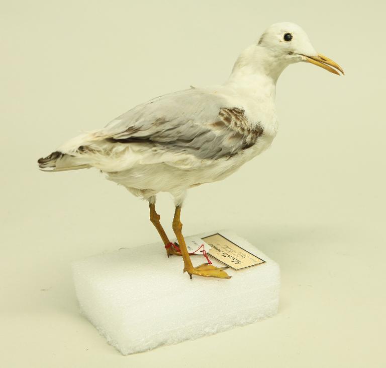 animal naturalisé : oiseau : Mouette rieuse