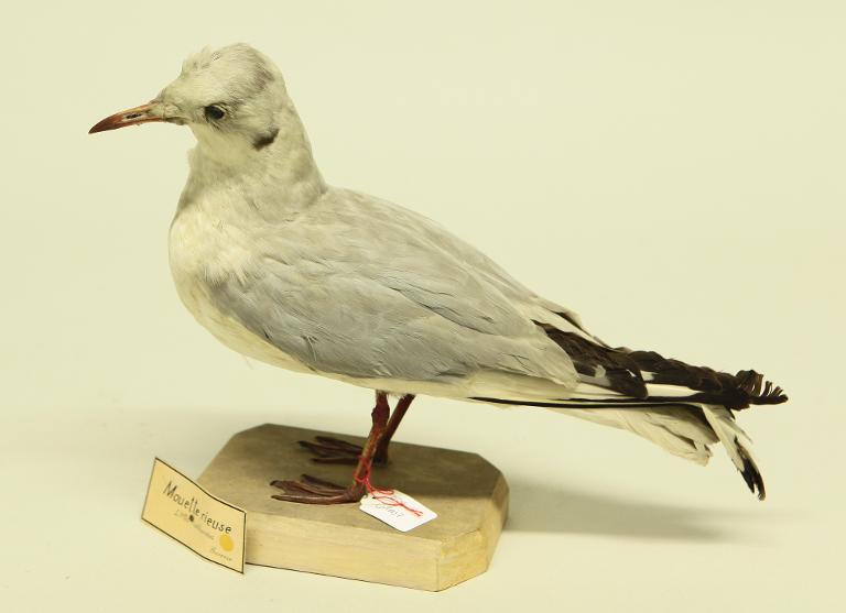 animal naturalisé : oiseau : Mouette rieuse