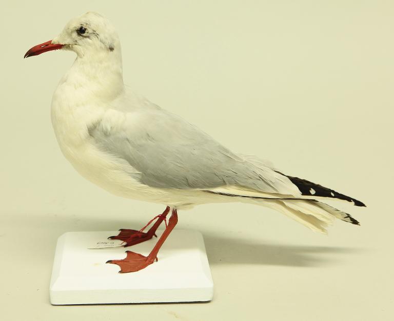 animal naturalisé : oiseau : Mouette rieuse