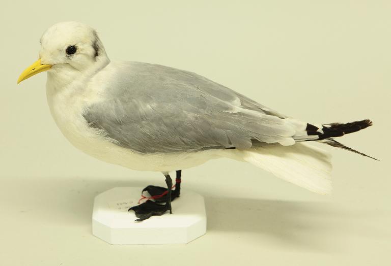 animal naturalisé : oiseau : Mouette tridactyle