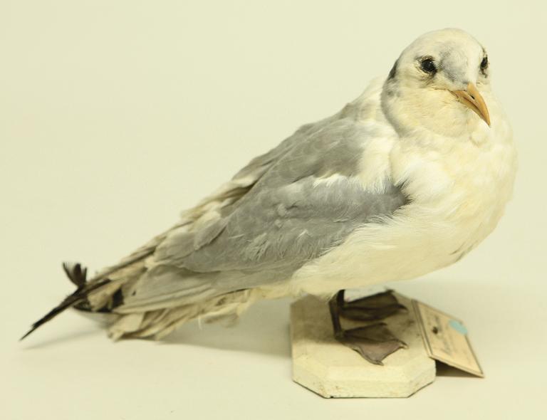 : oiseau : Mouette tridactyle