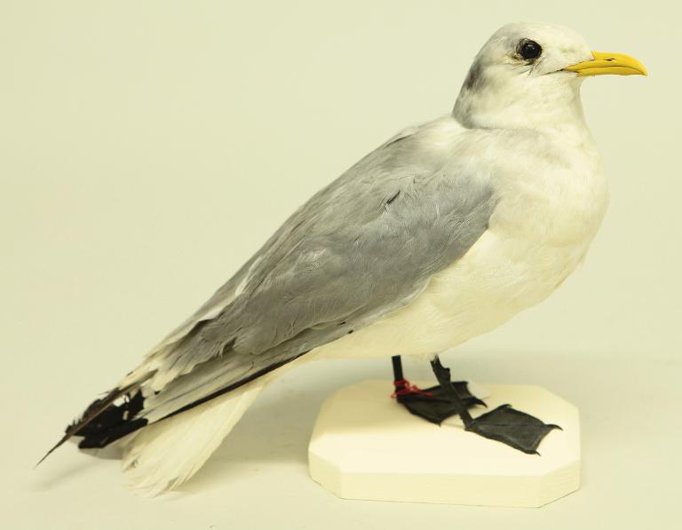 animal naturalisé : oiseau : Mouette tridactyle