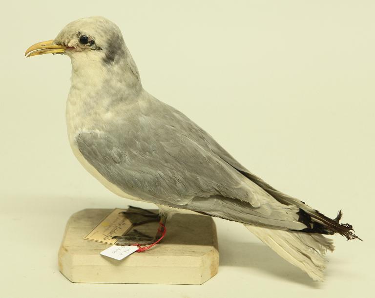 animal naturalisé : oiseau : Mouette tridactyle