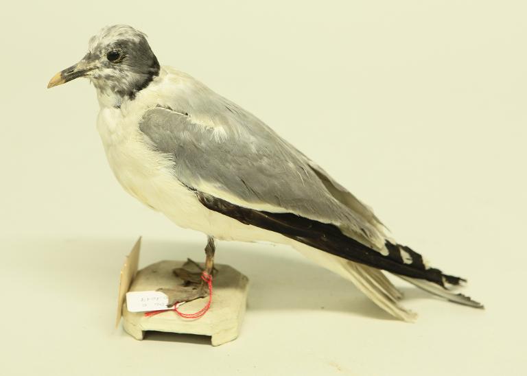 animal naturalisé : oiseau : Mouette de Sabine