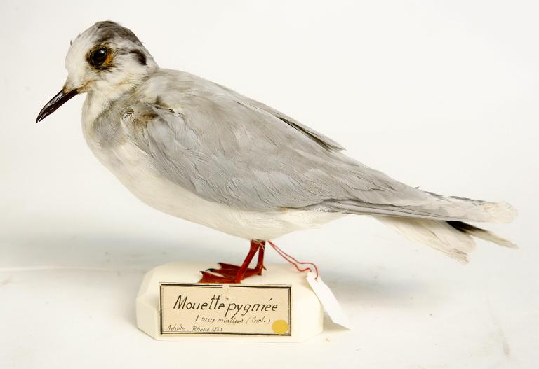 animal naturalisé : oiseau : Mouette pygmée