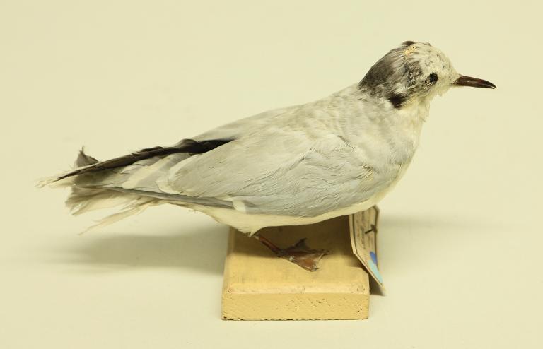 animal naturalisé : oiseau : Mouette pygmée