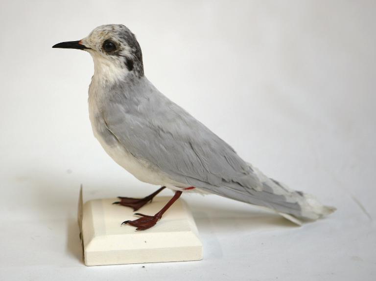 animal naturalisé : oiseau : Mouette pygmée