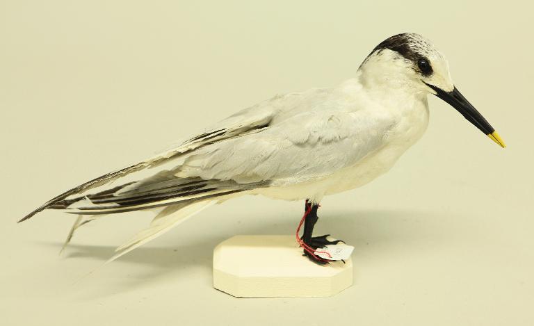 animal naturalisé : oiseau : Sterne caugek