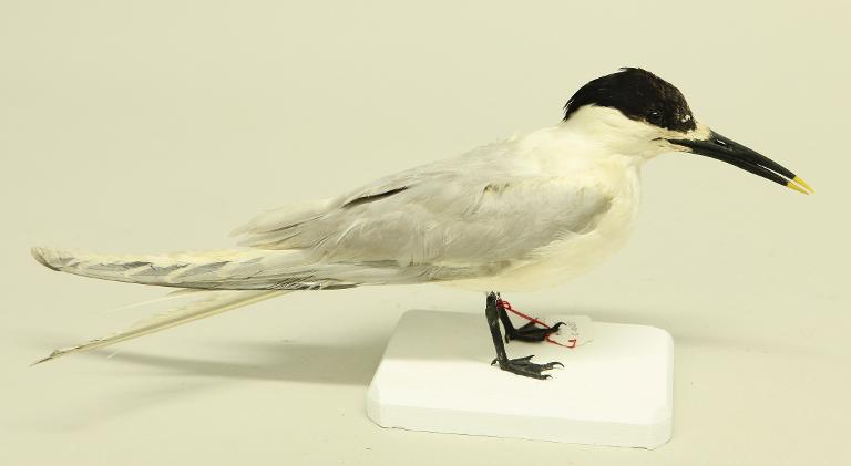 animal naturalisé : oiseau : Sterne caugek
