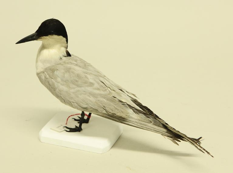 animal naturalisé : oiseau : Sterne hansel