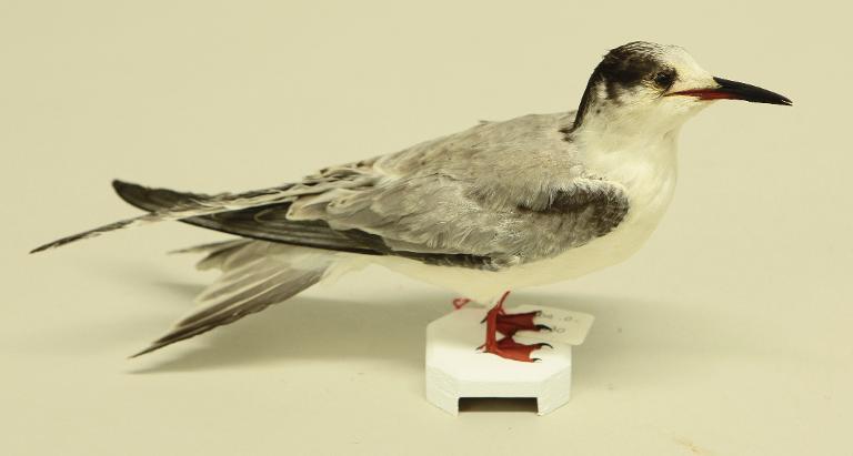 : oiseau : Sterne pierre-garin