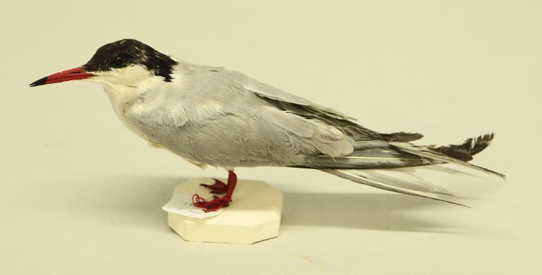 animal naturalisé : oiseau : Sterne pierre-garin