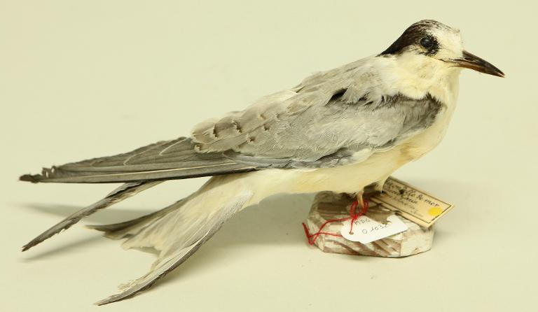 animal naturalisé : oiseau : Sterne pierre-garin
