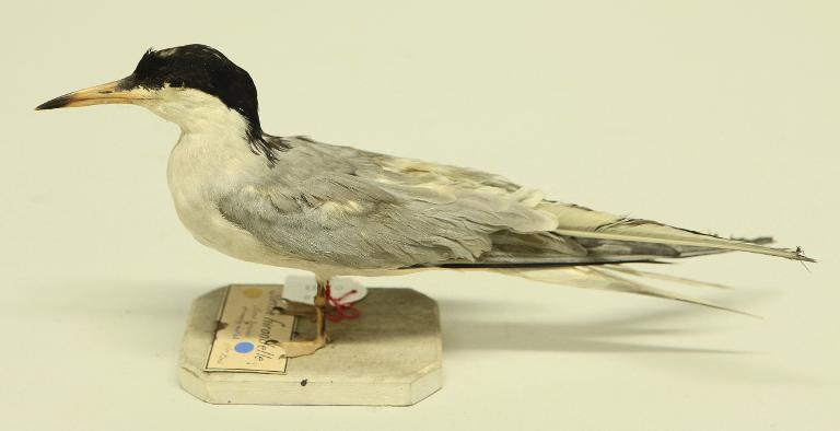 animal naturalisé : oiseau : Sterne pierre-garin