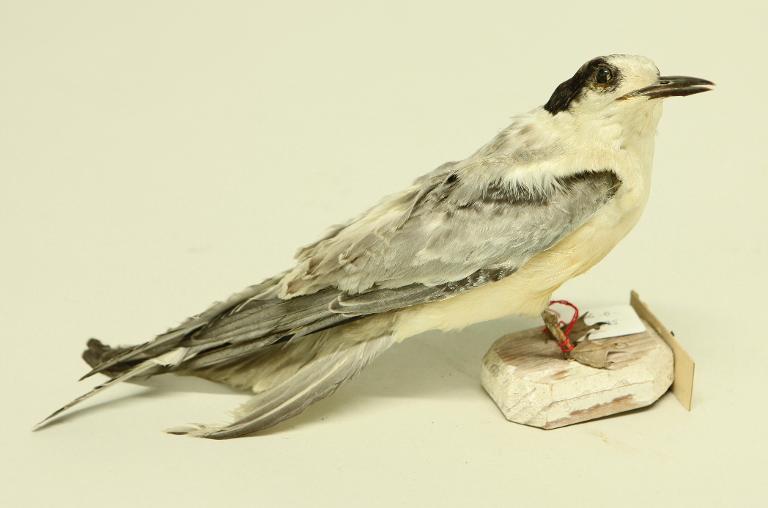 animal naturalisé : oiseau : Sterne pierre-garin